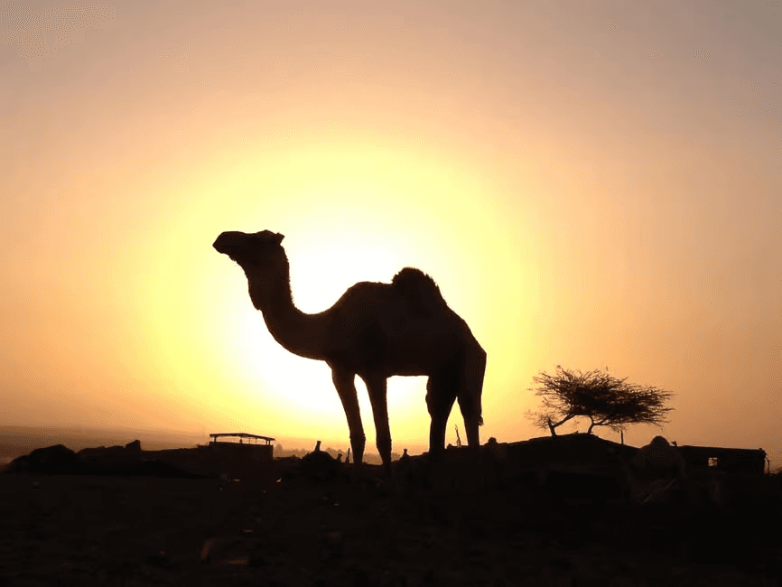 Hurghada 3-Saatlik Quad Safari Bedevî Köyü & Deve Yürüyüşü ile