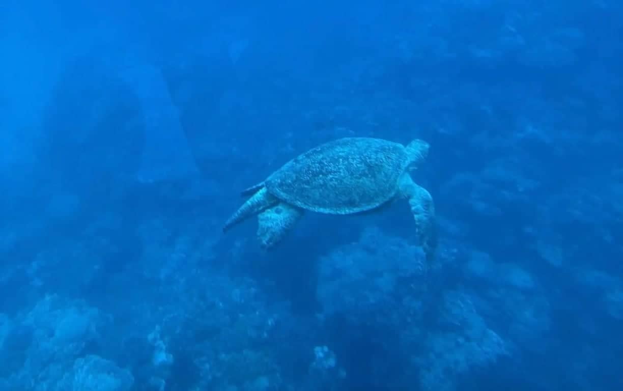 Sharm El Sheikh'te Sea Scope Royal Turu – Mercan Resiflerini ve Renkli Deniz Yaşamını Keşfedin