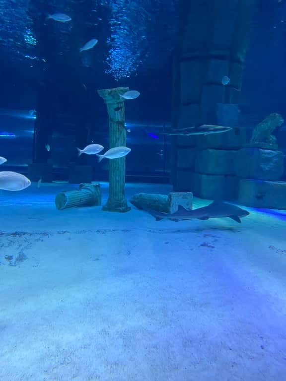 Antalya Akvaryumu + Full Plus Paket – Vahşi Yaşam ve Kar ile Aile Eğlencesi - 13