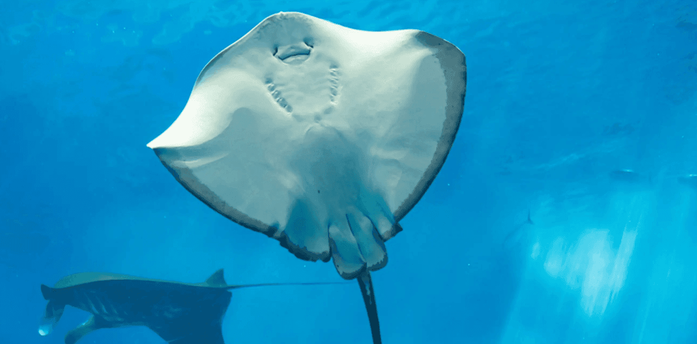 Sharm El Sheikh'te Cam Bot Turu - 1 Saatlik Kızıldeniz Deneyimi