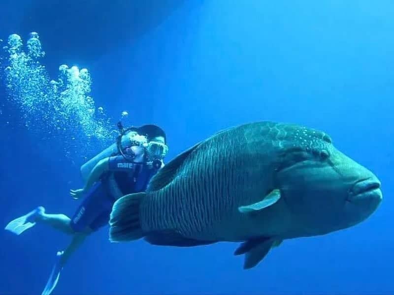 Ras Mohamed Tekne Turu Sharm'dan – Lüks Botlar, Şnorkel & Beyaz Ada