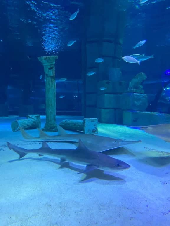 Antalya Akvaryumu + Full Plus Paket – Vahşi Yaşam ve Kar ile Aile Eğlencesi - 7