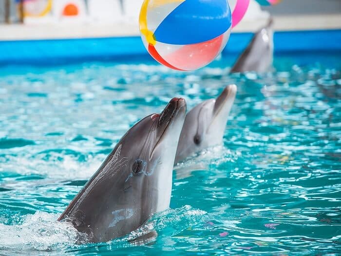 Spettacolo di Delfini e Foche ad Antalya – Divertimento per Famiglie con Animali Marini
