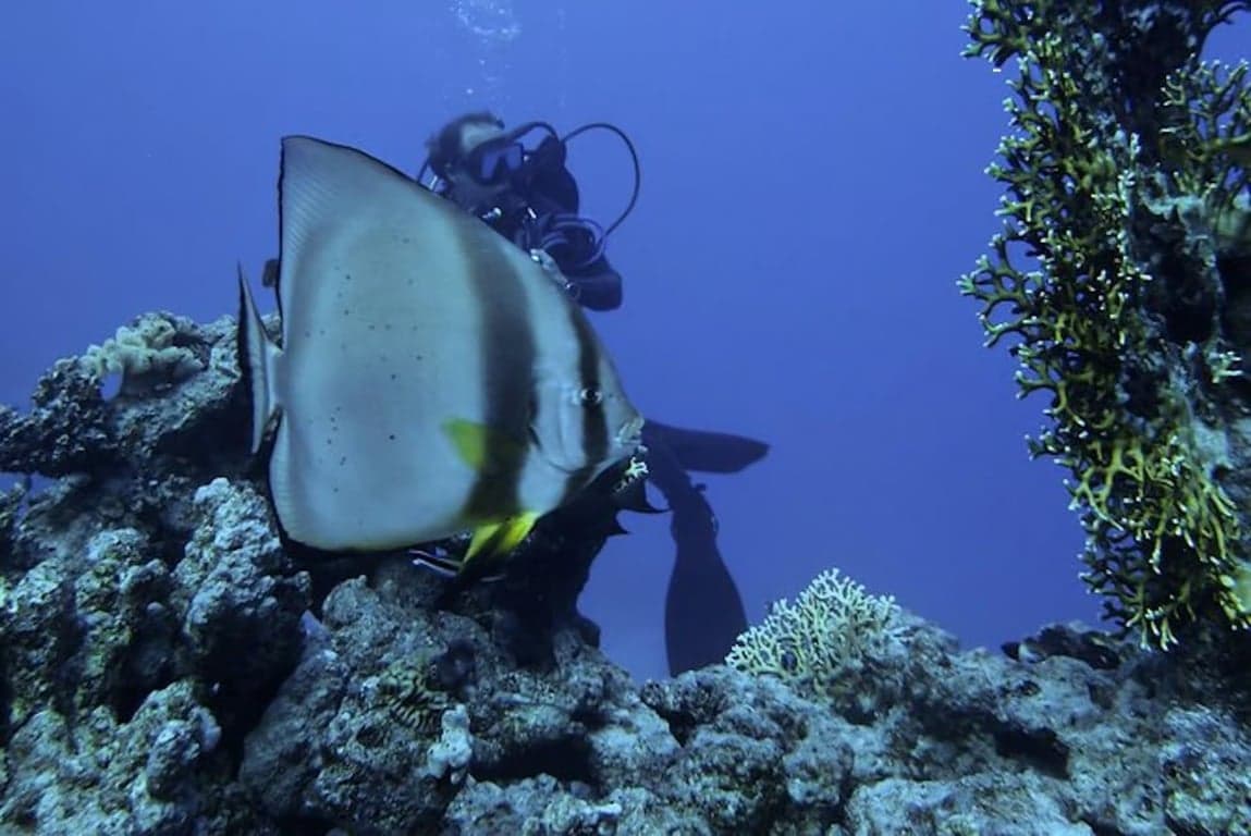 Escursione in Barca sull'Isola di Tiran da Sharm – Snorkeling & Barriere Coralline