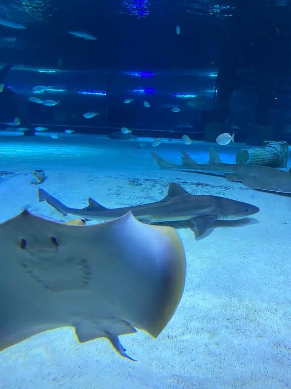 Antalya Aquarium + Full Plus Paket – Familientag mit Wildtieren und Schnee