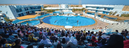 نمایش دلفین در خلیج مکادی – اجرای 1 ساعته با ترانسفرهای هتل