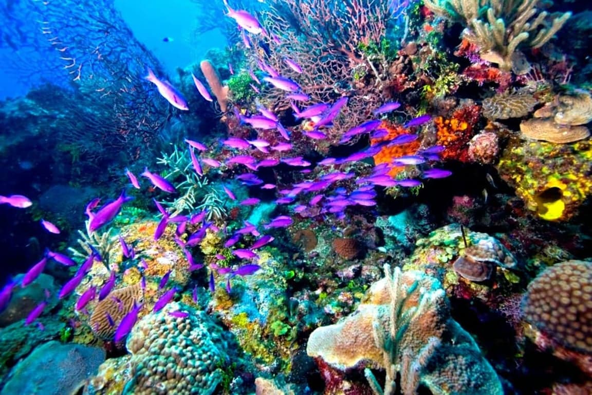 Tiran Insel Bootsausflug von Sharm – Schnorcheln & Korallenriffe