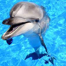 Dolphin & Seal Show in Antalya – Fun for Families with Marine Animals
