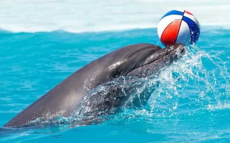 Dolphin & Seal Show in Antalya – Fun for Families with Marine Animals