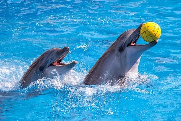 Dolphin & Seal Show in Antalya – Fun for Families with Marine Animals