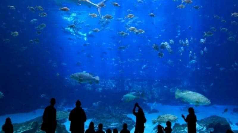 シャトルサービス付きイスタンブール水族館のチケット